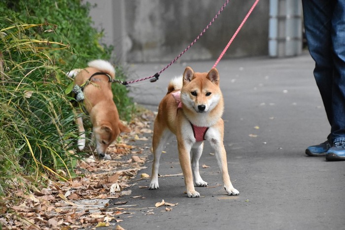 DSC_8717 (2)