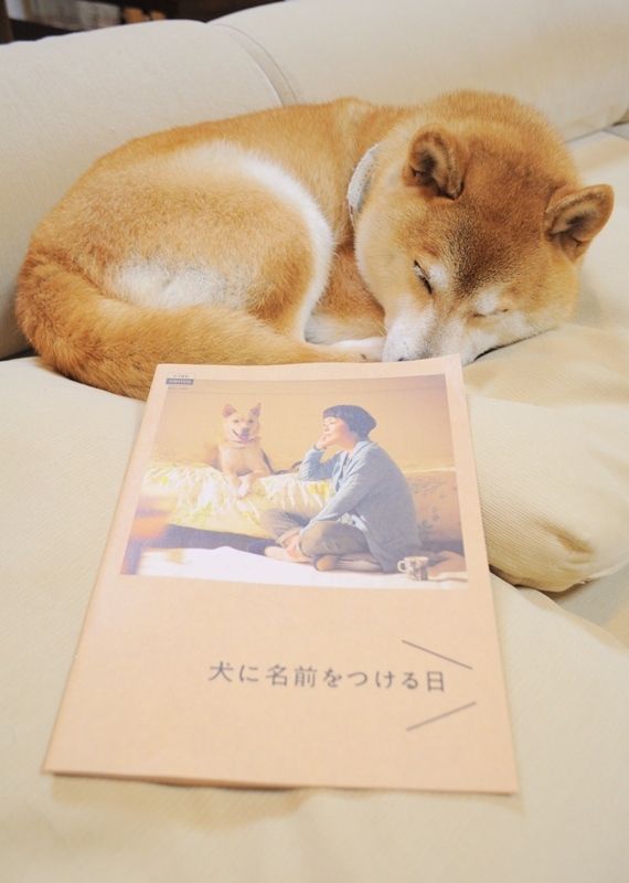 犬に名前をつける日 かぼすちゃんとおさんぽ Powered By ライブドアブログ 犬に名前をつける日 かぼすちゃんとおさんぽ Powered By ライブドアブログ