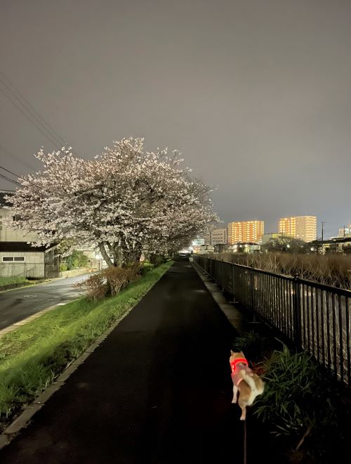 ファイル_000 (3)
