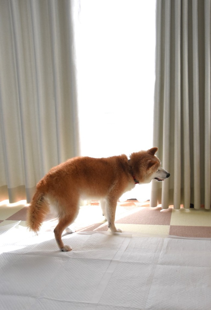 DSC_1313 (中)
