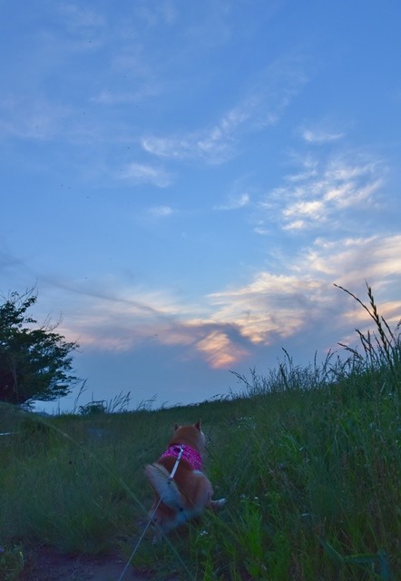 DSC_1387