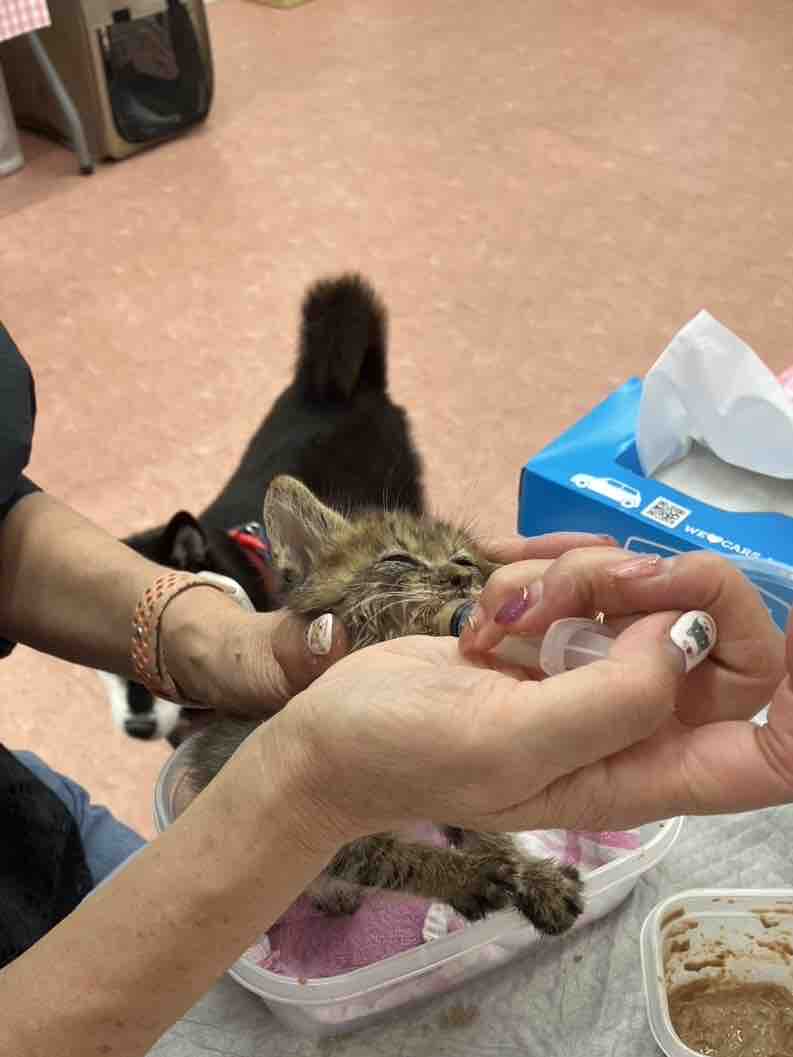 TSU as the adorable kitten adopted by Kabosu's family