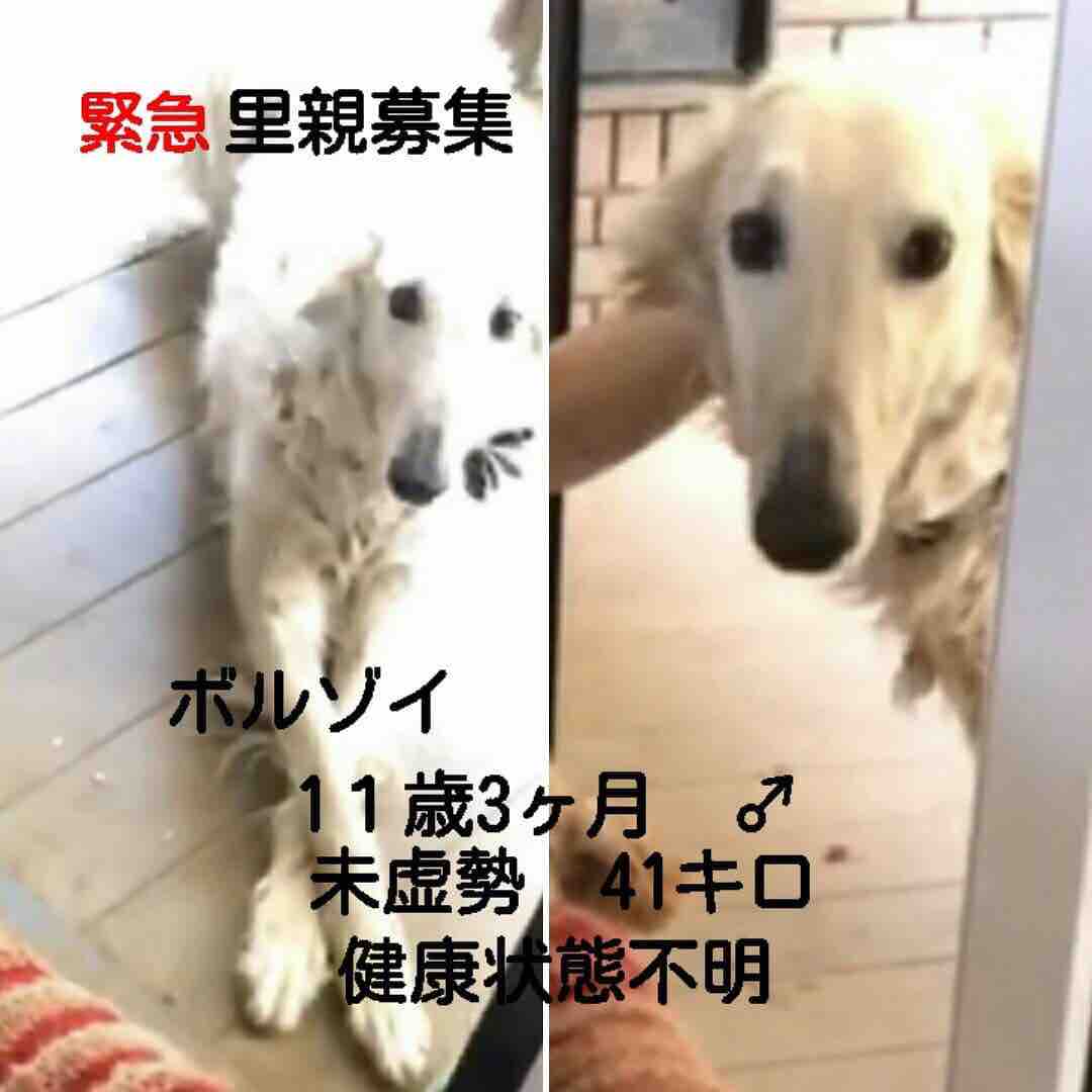 里親募集のお知らせです かぼすちゃんとおさんぽ Powered By ライブドアブログ 里親募集のお知らせです かぼすちゃんとおさんぽ Powered By ライブドアブログ