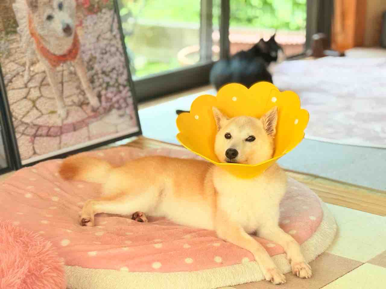 Kabuchanさんおまとめ4点 ステンドグラスの光に包まれて : かぼすちゃんとおさんぽ
