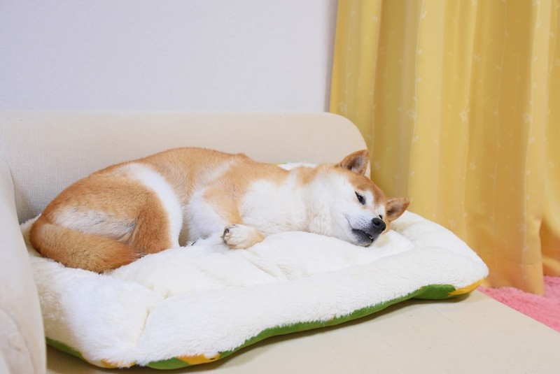 マズルが美しい犬 かぼすちゃんとおさんぽ Powered By ライブドアブログ マズルが美しい犬 かぼすちゃんとおさんぽ Powered By ライブドアブログ