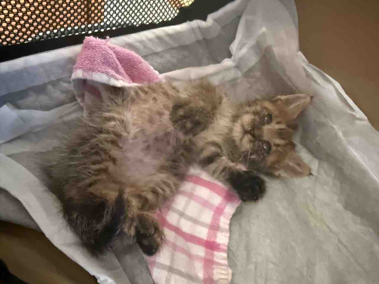 TSU during her sixth week of life
