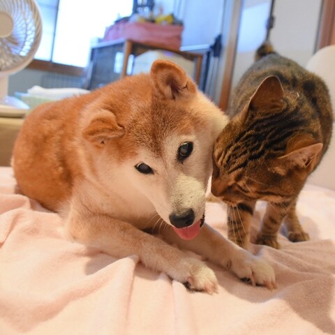 DSC_9560 (2)