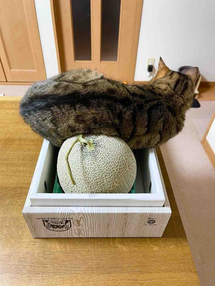FullSizeRender