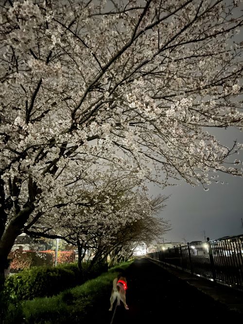 ファイル_008