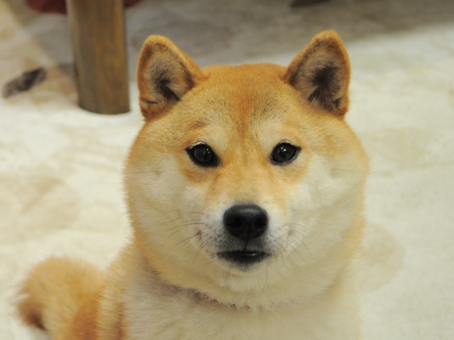fee88185.jpg