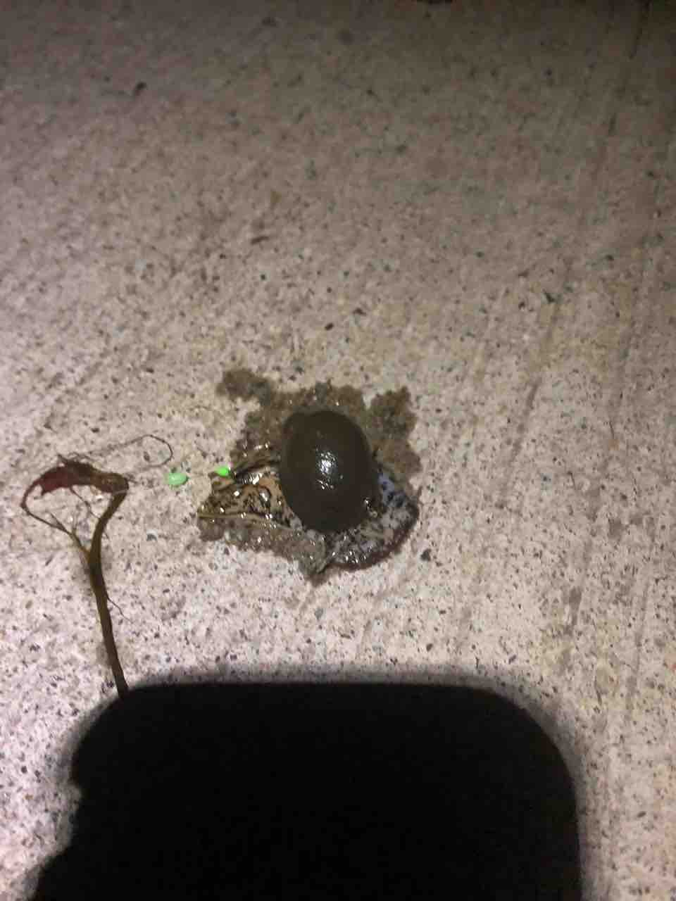 小名浜港 釣り サラリーマンパパ 楽しく暮らすブログ