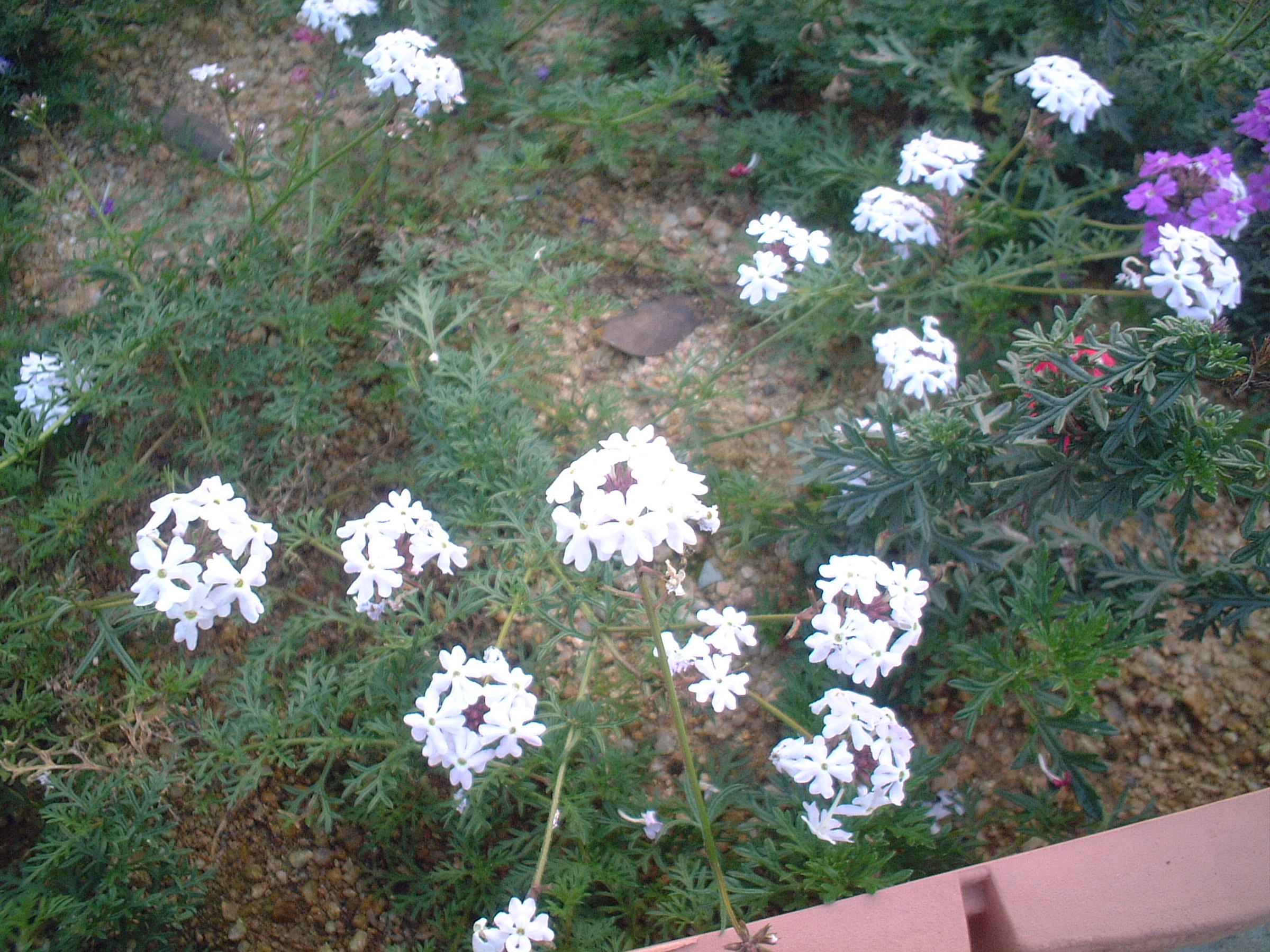 宿根バーベナ 白 花 華 のある 植木屋の戯言