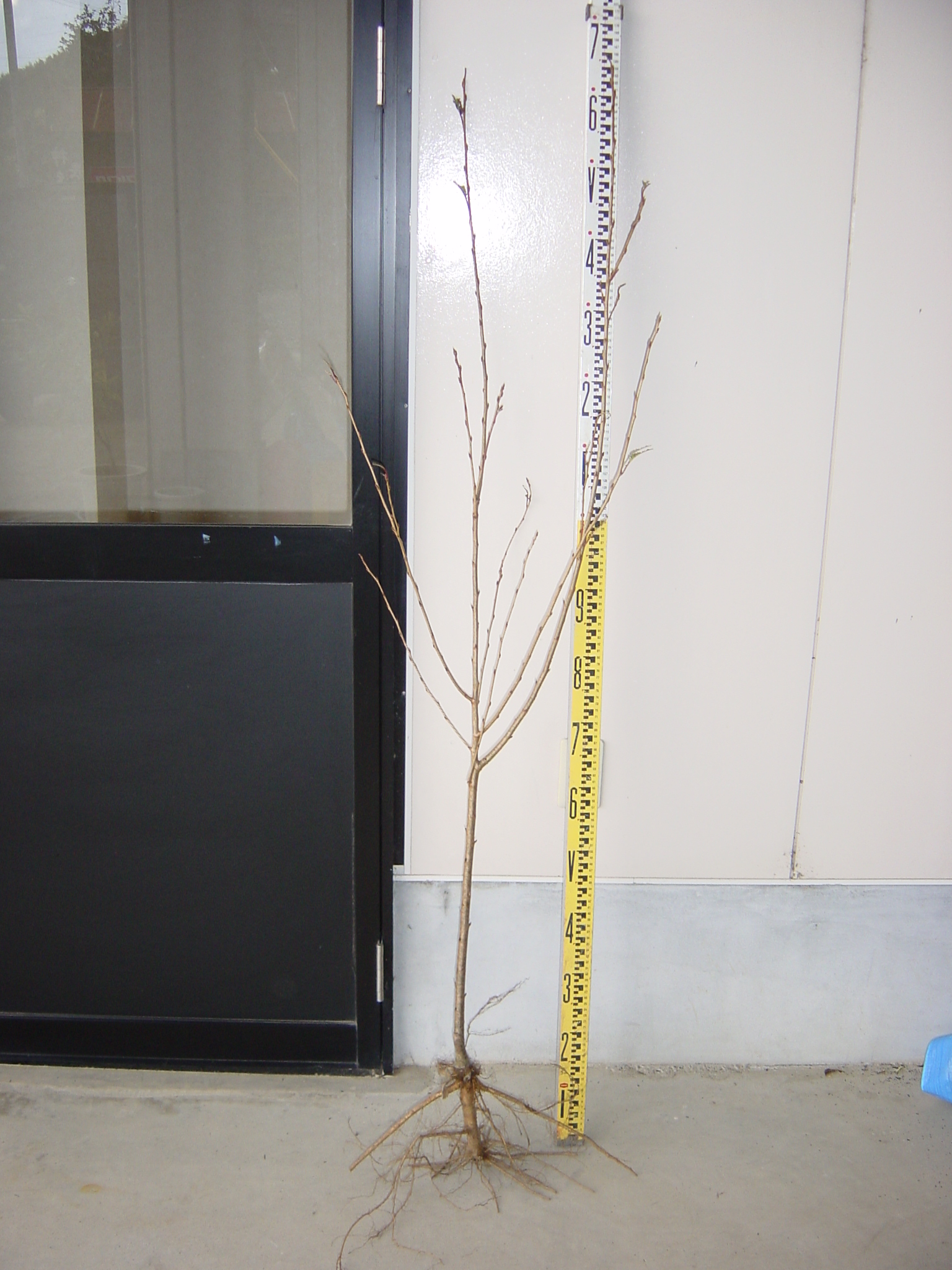 ソメイヨシノ サクラ 苗木販売開始 花 華 のある 植木屋の戯言