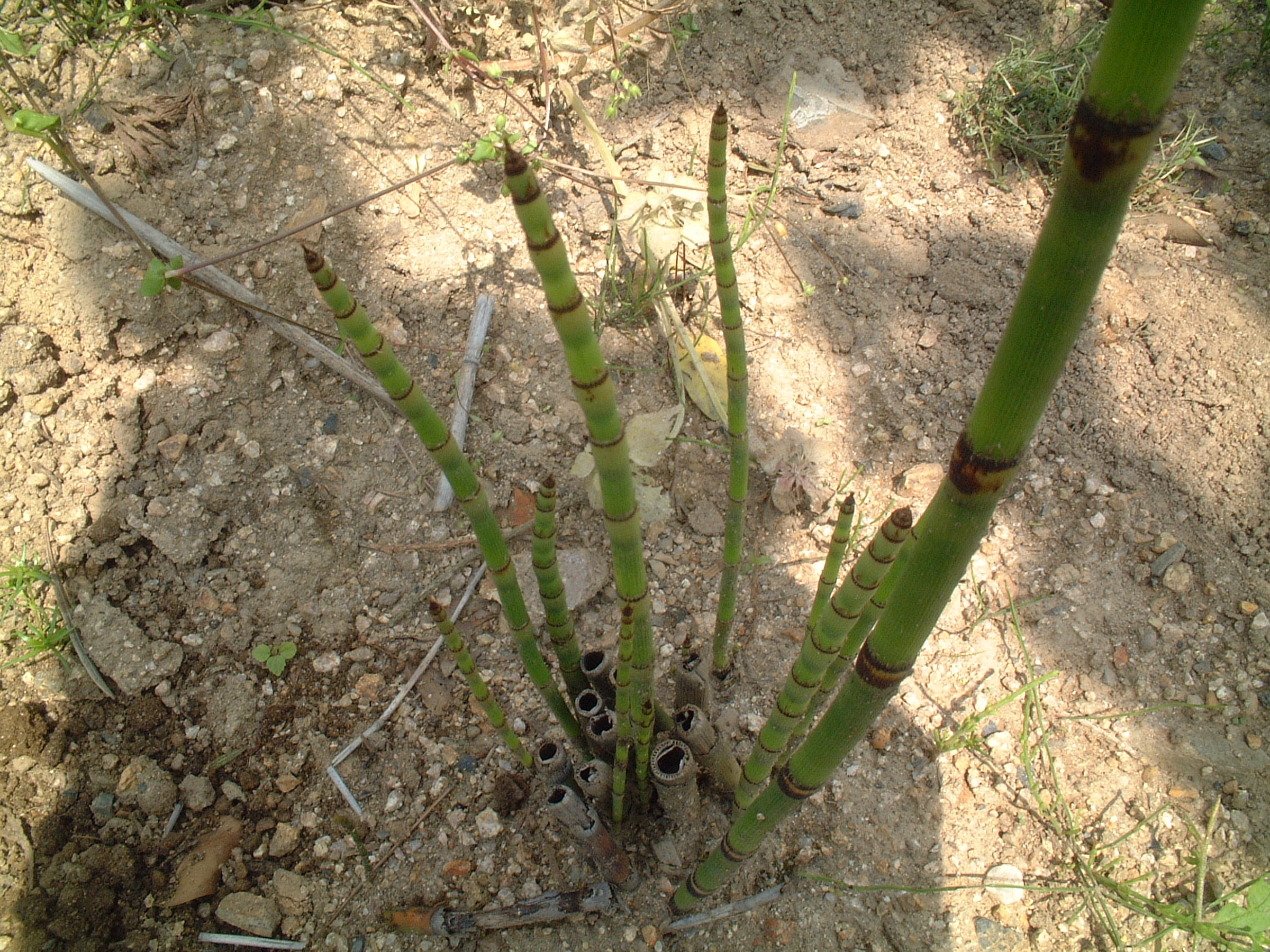 トクサ 花 華 のある 植木屋の戯言