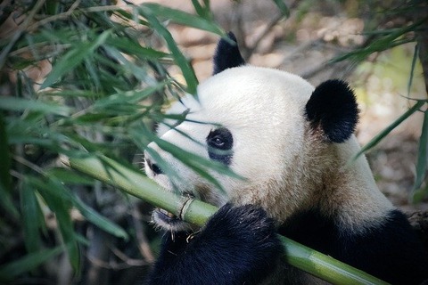 panda-bear-4461766_640