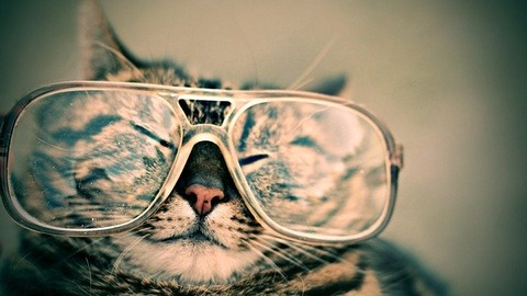 cat-984097_640