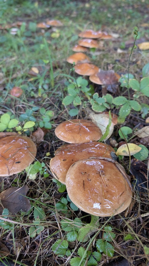 PXL_20251006_012601521