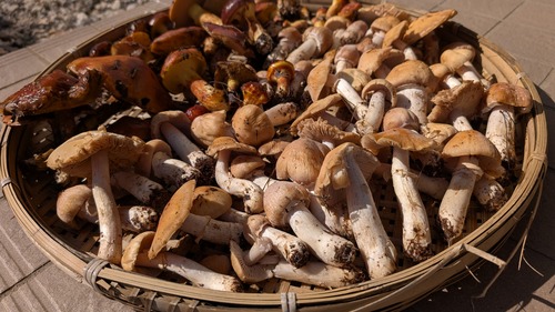 PXL_20251020_033709572.MP