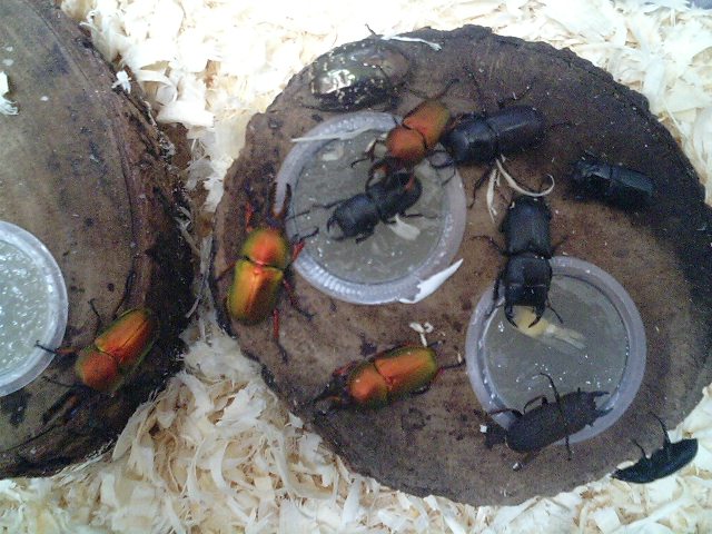 テラリウム カブトムシとクワガタムシ