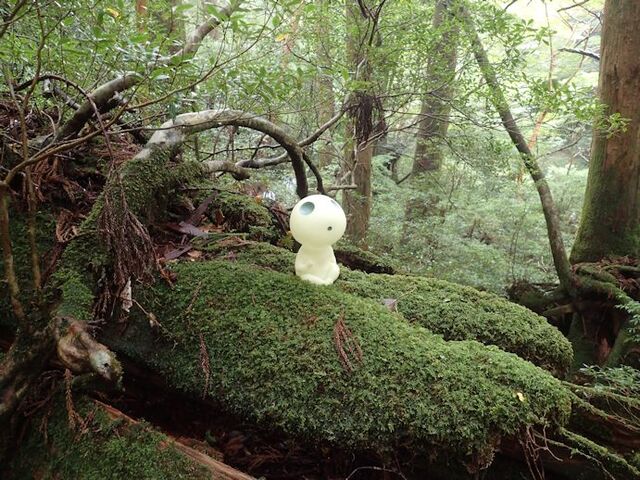 kodama