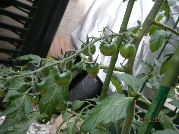 tomato