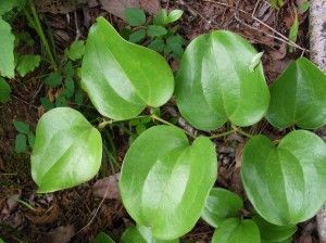 サルトリイバラ(食べられる野草)