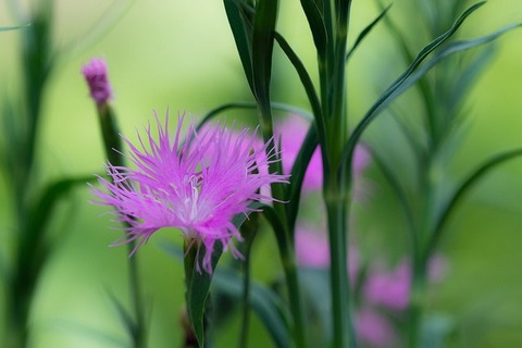 撫子の花