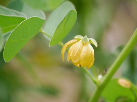 エビスグサ【夷草】の花