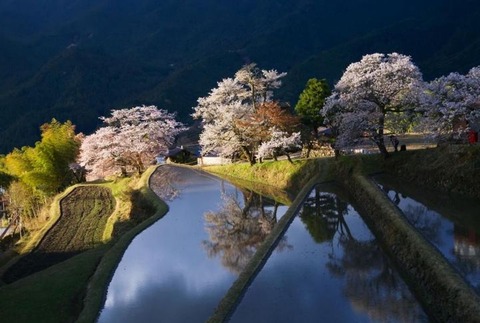 三多気の桜&