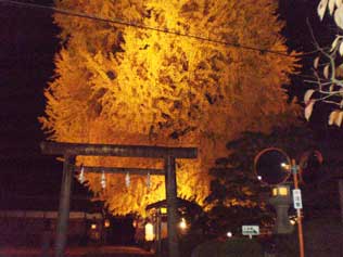 丹生酒殿神社の銀杏の木―和歌山