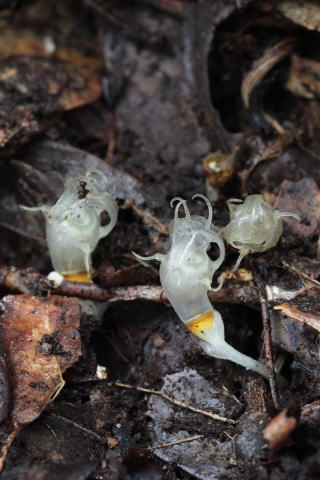 タヌキノショクダイ(腐生植物)