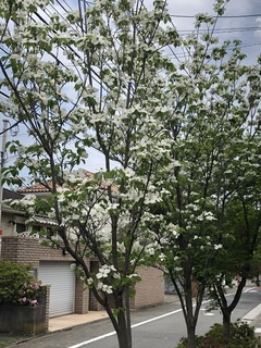 B7CAD2F4-7B2A-47B3-9E0A-71D3679E7F19