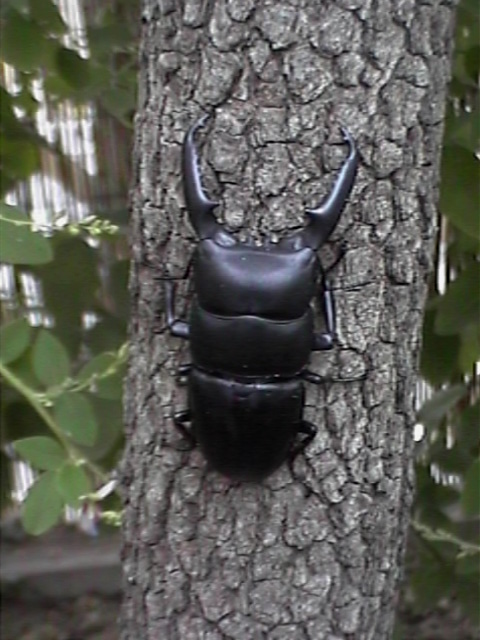 パラワンオオヒラタクワガタ復活 コロコロ最新情報 ムシキング探検隊 甲虫王者ムシキング カード攻略