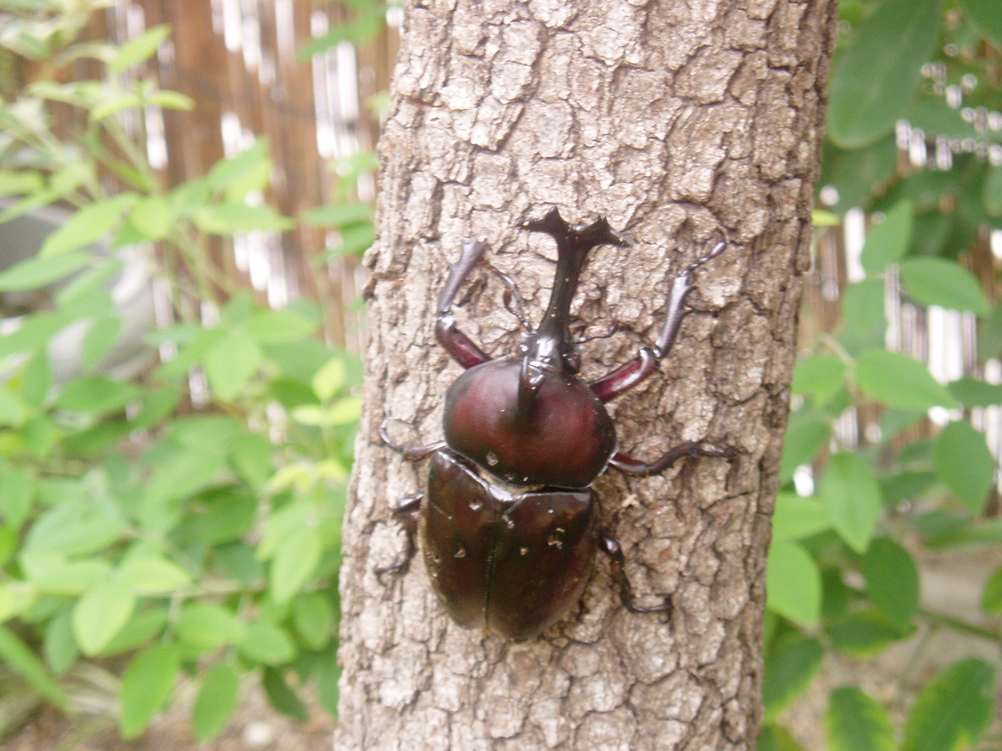 ムシキングとカブトムシ日記始めます ムシキング探検隊 甲虫王者ムシキング カード攻略