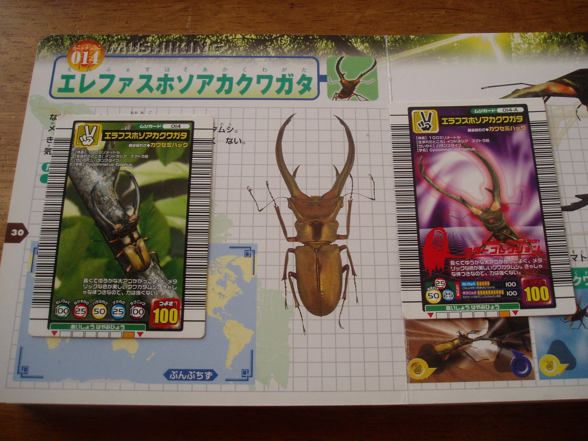 エラフスホソアカクワガタ : ムシキング探検隊/甲虫王者 エラフスホソアカクワガタ : ムシキング探検隊/甲虫王者