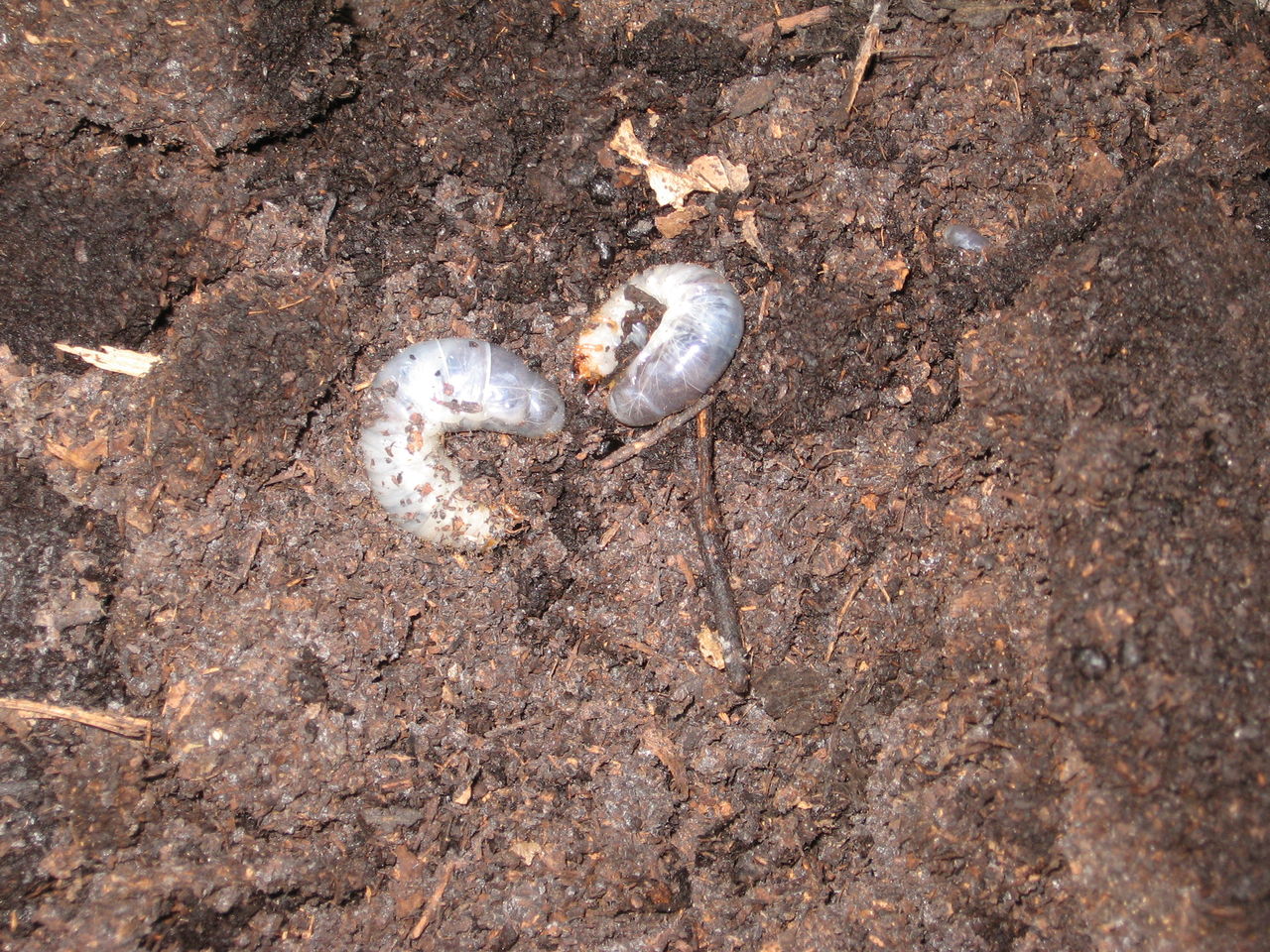 カブトムシの幼虫の餌交換 カブトムシ飼い方マニュアル