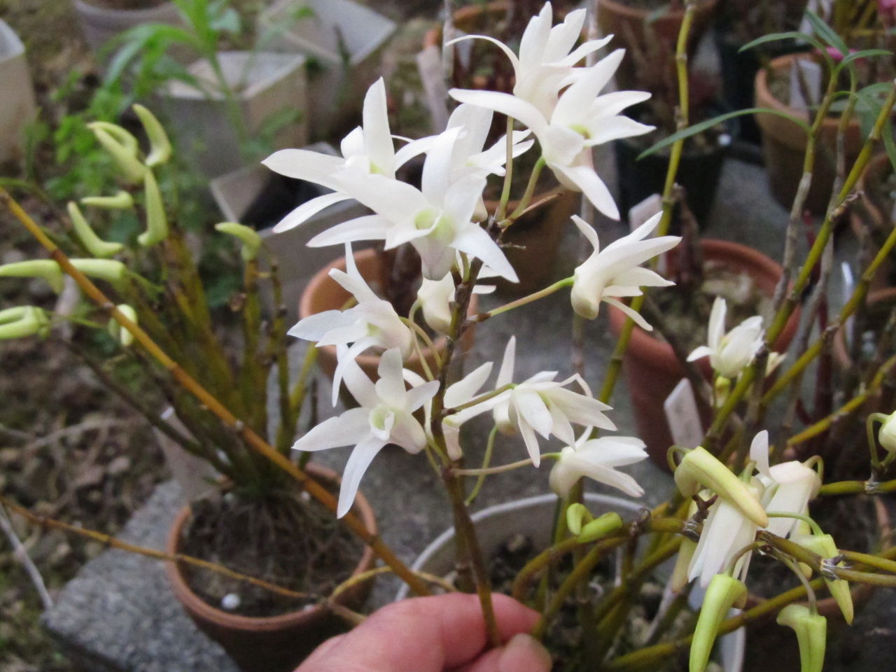 セッコクが咲きました 2 - セッコクの花 と 折々の花