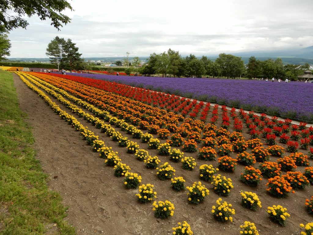 ファーム富田や新栄の丘や青い池 鉄馬で行く