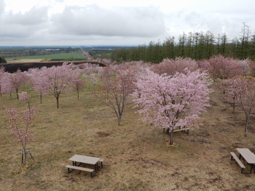 桜六花公園 鉄馬で行く