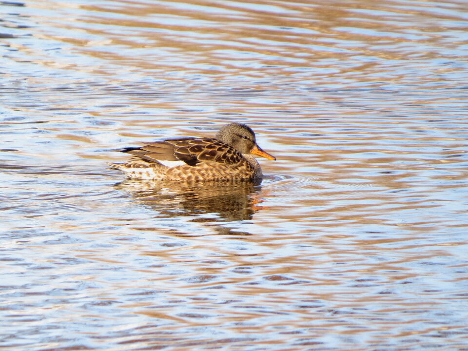 水元公園冬鳥探鳥記(ウソ、カモ各種を観察) : 花鳥いろいろ 四季の野鳥