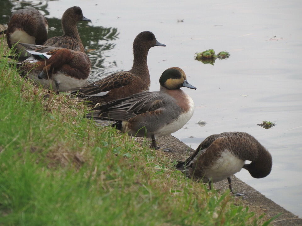 花鳥いろいろ 四季の野鳥:水元公園のカモと水辺の鳥観察記
