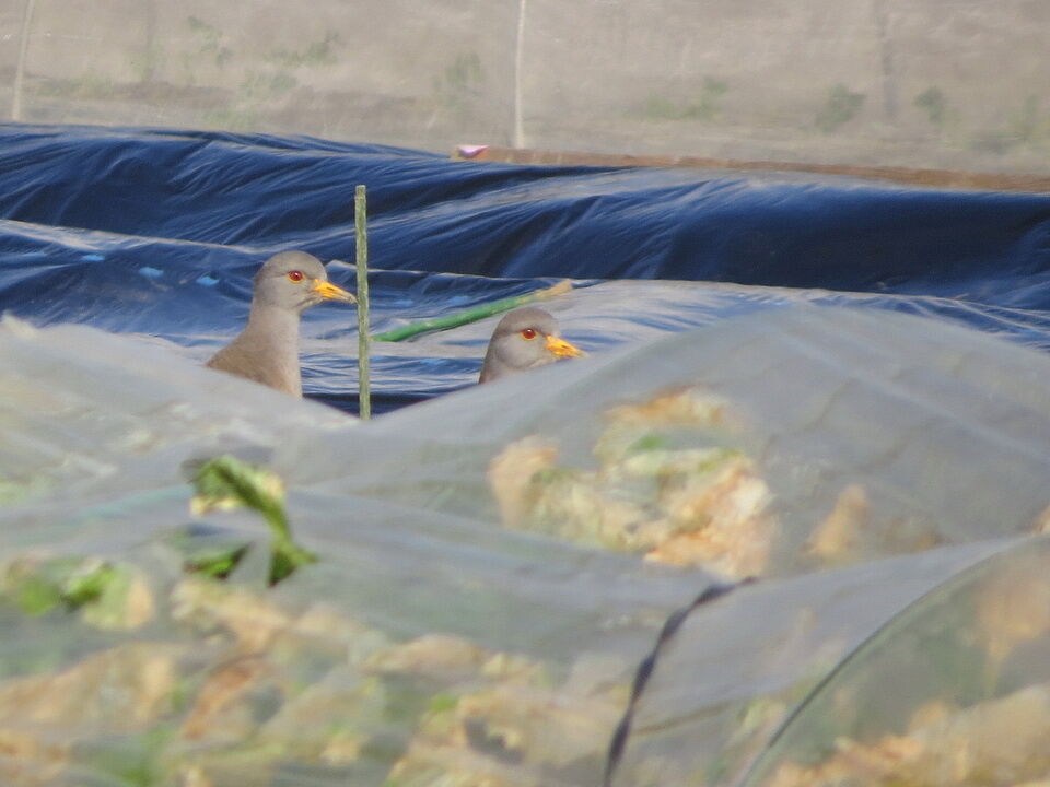 流山市と野田市の境界に飛来しているケリ 運河の冬鳥探鳥記 花鳥いろいろ 四季の野鳥 流山市と野田市の境界に飛来しているケリ 運河の冬鳥探鳥記 花鳥いろいろ 四季の野鳥