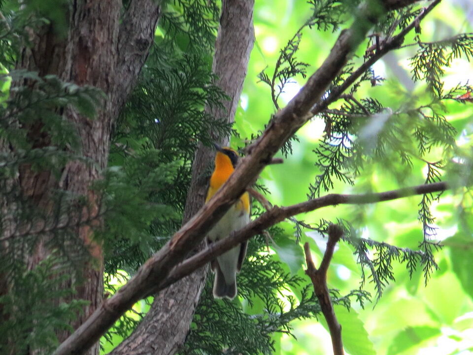 水元公園のキビタキ オオヨシキリと水鳥観察記 花鳥いろいろ 四季の野鳥 水元公園のキビタキ オオヨシキリと水鳥観察記 花鳥いろいろ 四季の野鳥
