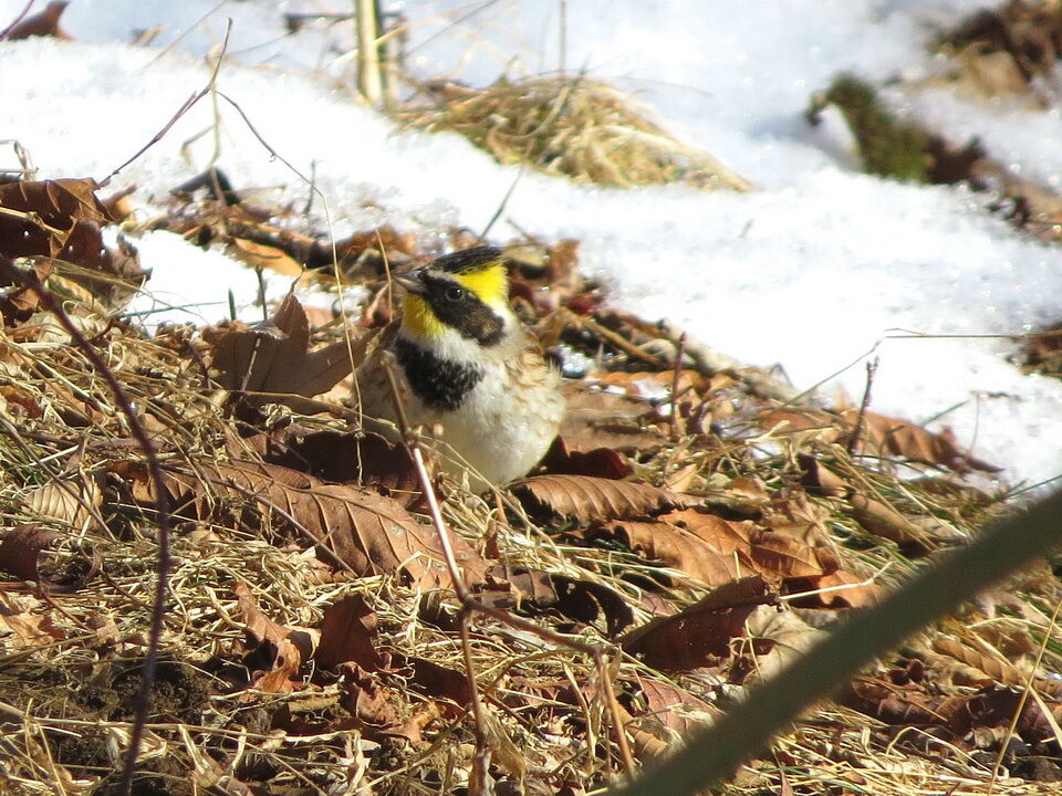 筑波山のミヤマホオジロ ルリビタキ カヤクグリ観察記 花鳥いろいろ 四季の野鳥