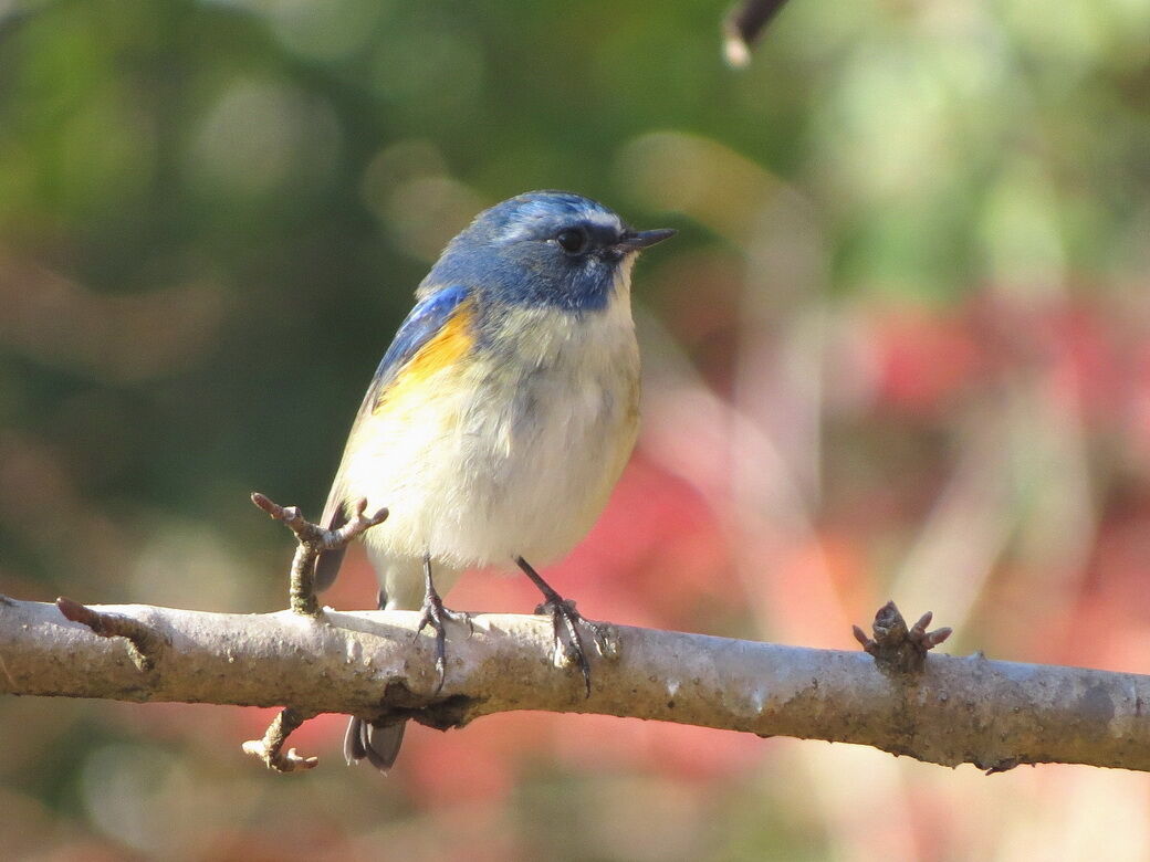 小鳥日和 野鳥の森