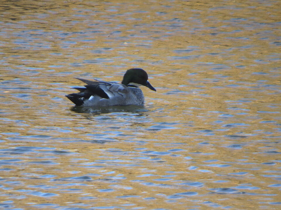 水元公園冬鳥探鳥記(ウソ、カモ各種を観察) : 花鳥いろいろ 四季の野鳥