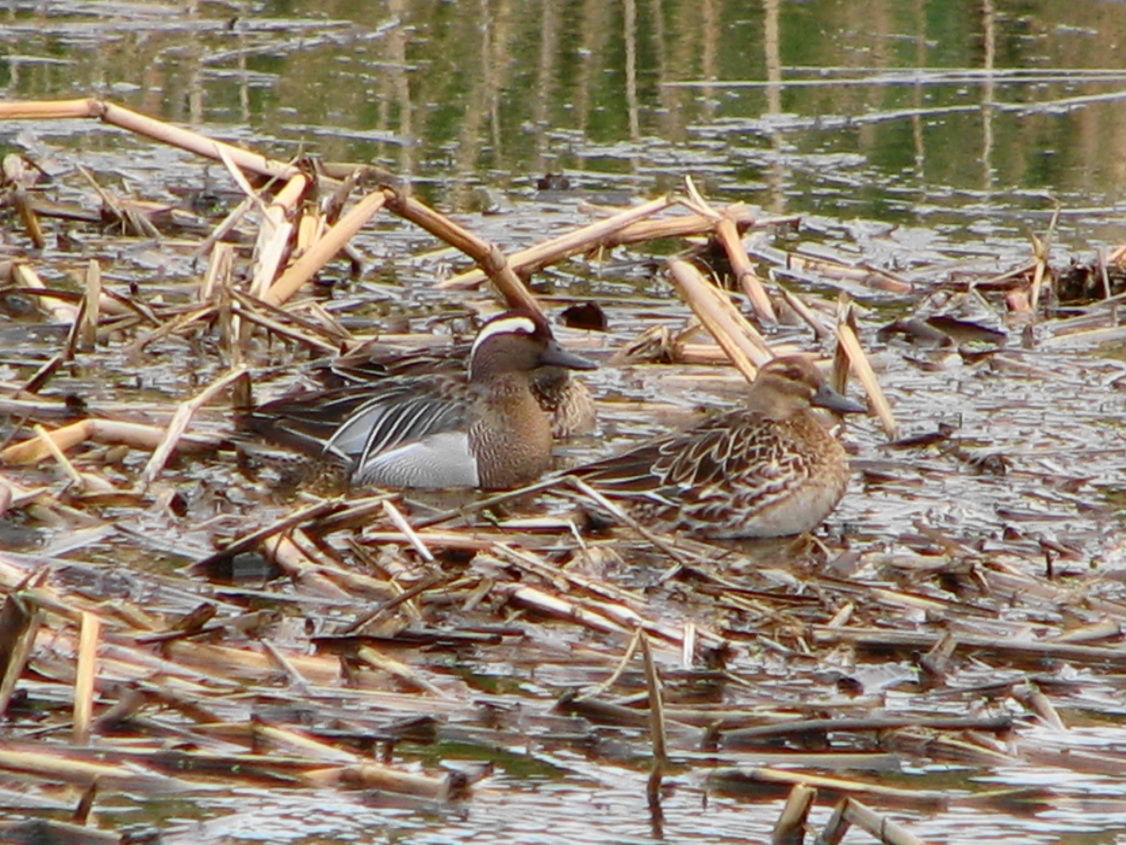 小型のカモ羽色 いろいろ 花鳥いろいろ 四季の野鳥