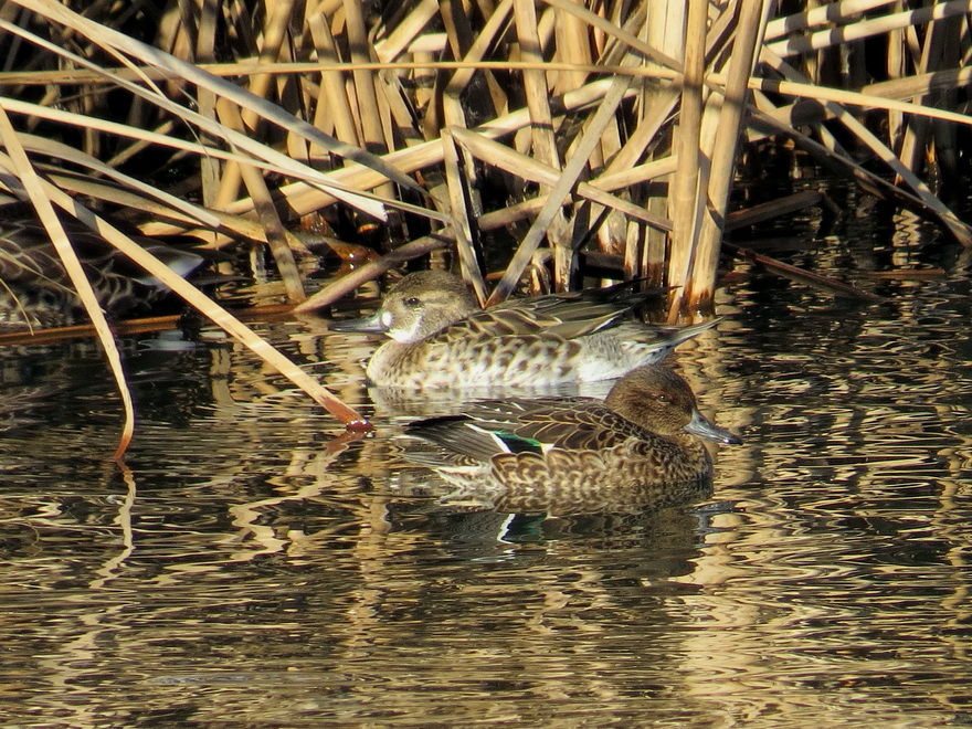 小型のカモ羽色 いろいろ 花鳥いろいろ 四季の野鳥