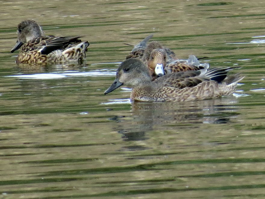 小型のカモ羽色 いろいろ 花鳥いろいろ 四季の野鳥