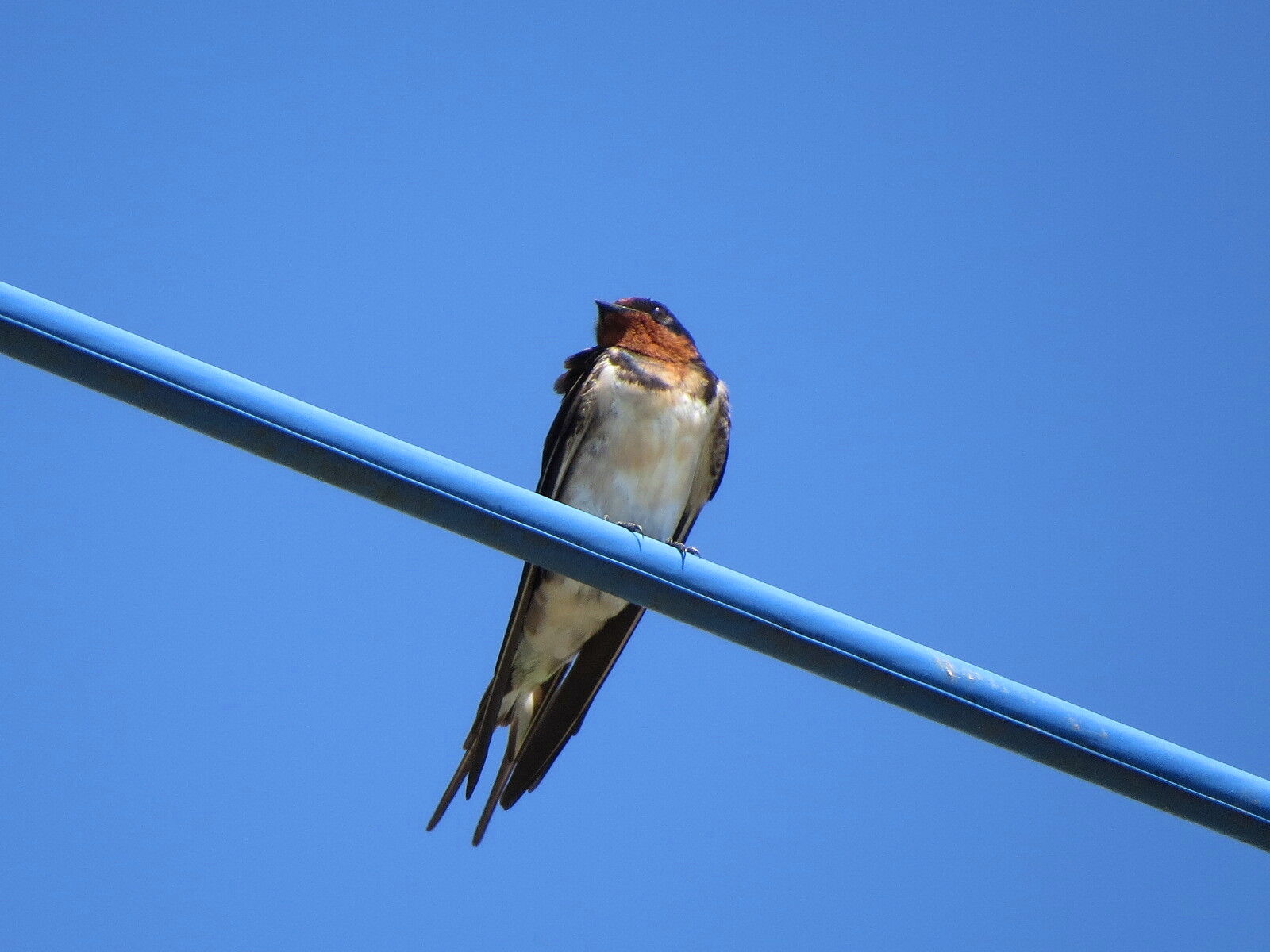手賀沼沿岸のアカハラツバメ観察記 : 花鳥いろいろ 四季の野鳥